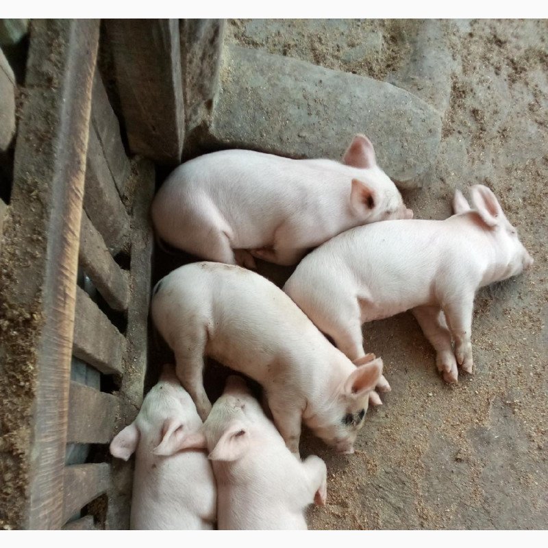 PORCELET (Large white)