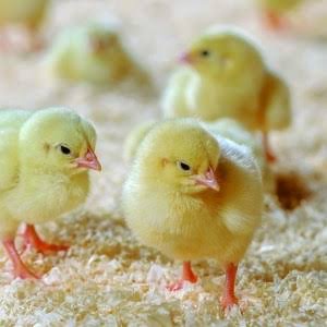 VOLAILLE (Broiler)