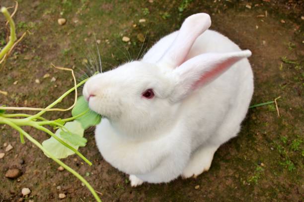 Lapin Newzealand white 5 mois Stock de Parent