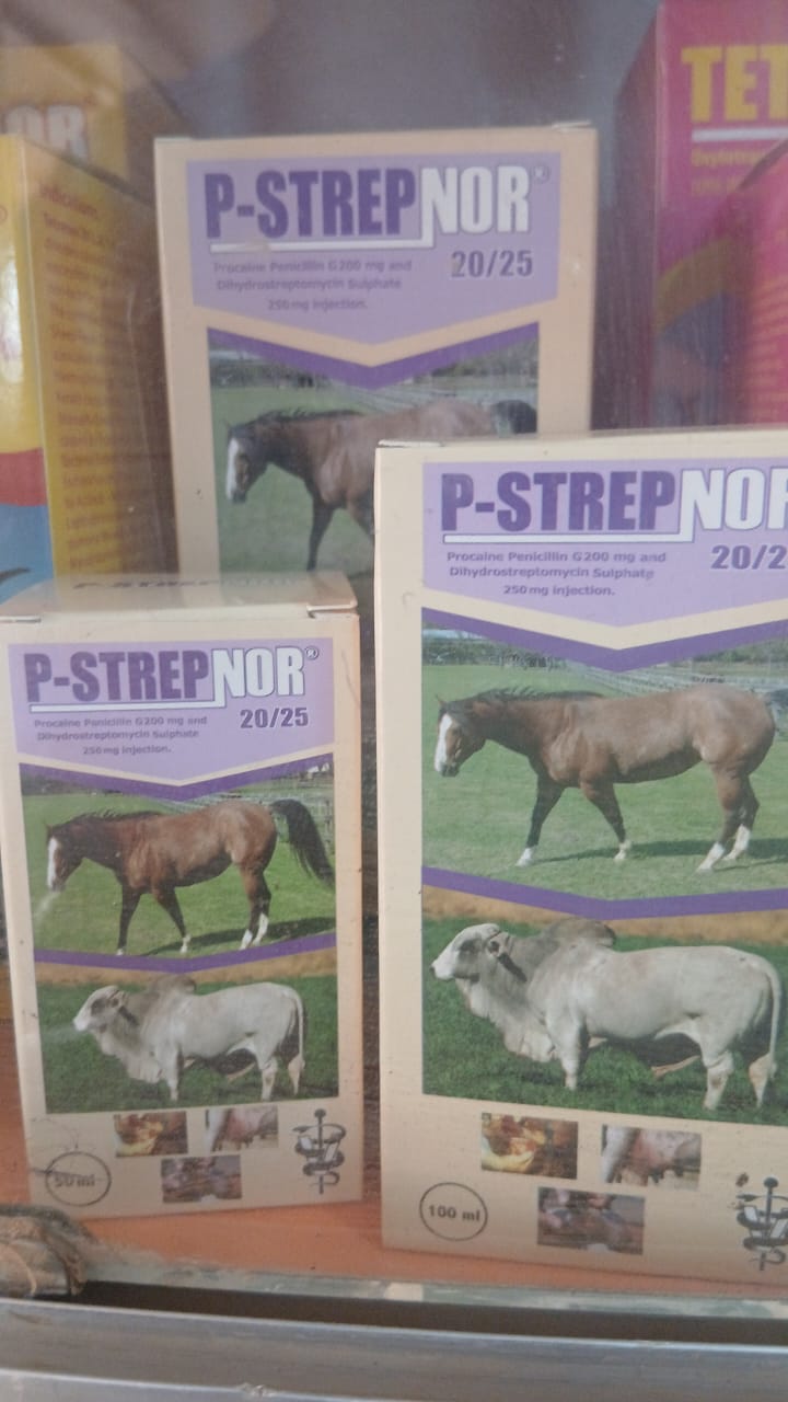 P-STREPNOR